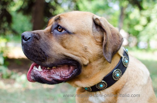 Comodo ed elegante collare decorato con pietre turchesi
indossato da Cane Corso