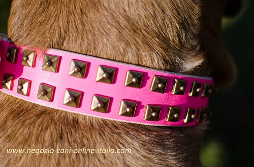 Elegante e resistente collare rosa con
decorazioni indossato da Cane Corso
