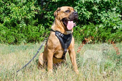 Comoda pettorina in pelle per Cane Corso