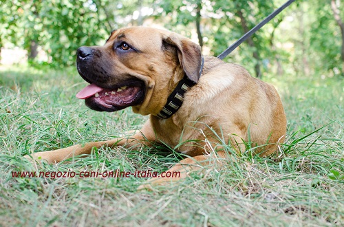 Resistente ed elegante collare in cuoio
indossato da Cane Corso