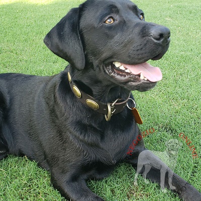 Labrador con elegante
collare in cuoio decorato