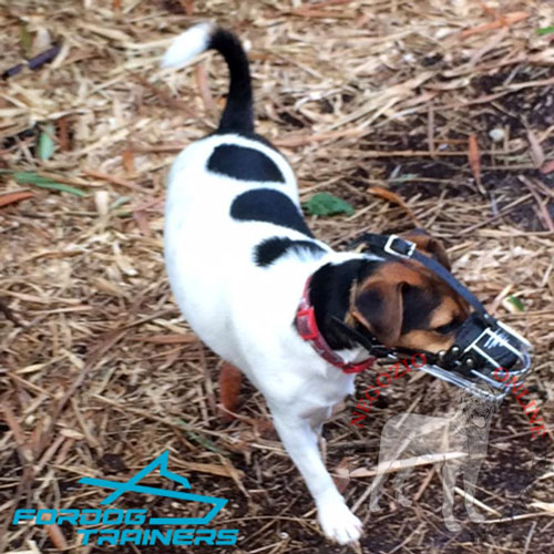 Jack Russel Terrier con sicura museruola indosso
