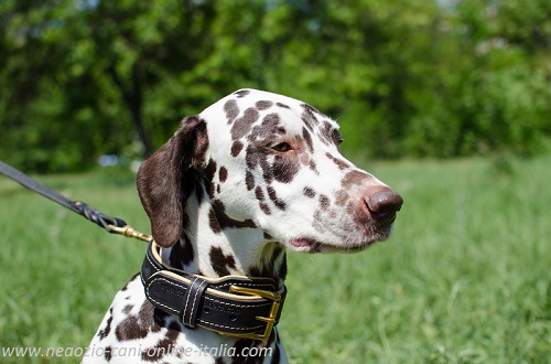 Comodo ed elegante collare in cuoio
indossato da Dalmata