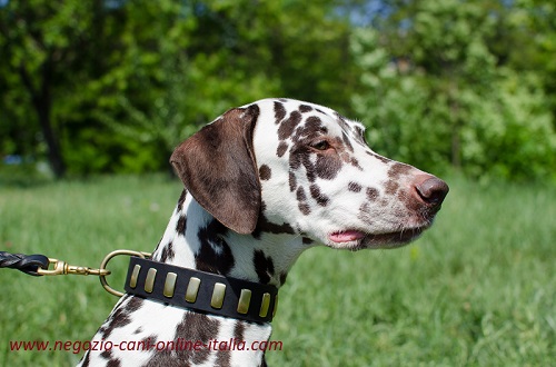 Bellissimo collare con decorazioni metalliche
indossato da Dalmata