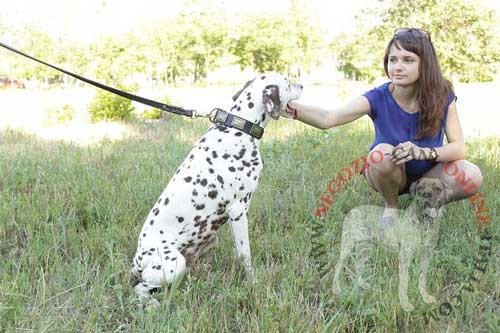 Come addestrare il cane al collare e al guinzaglio : Negozio