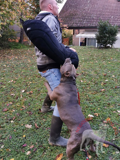 Manica protettiva per l'addestramento professionale del
cane