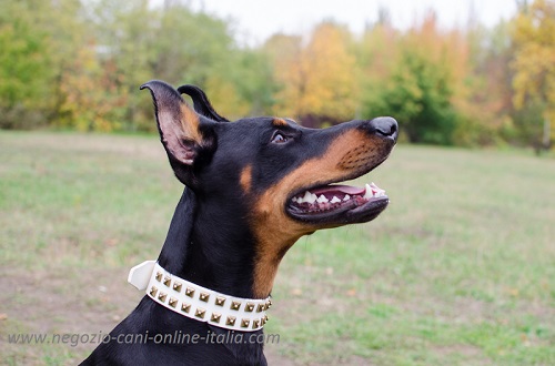 Dobermann con collare in vero cuoio color bianco
decorato indosso