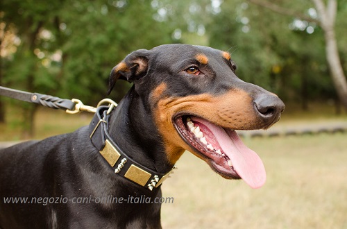 Collare di stile con decorazioni indossato da Dobermann