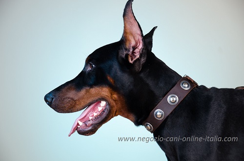 Collare con borchie rotonde indossato da Dobermann