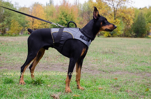 Pettorina per il cane diversamente abile indossata
su Doberman