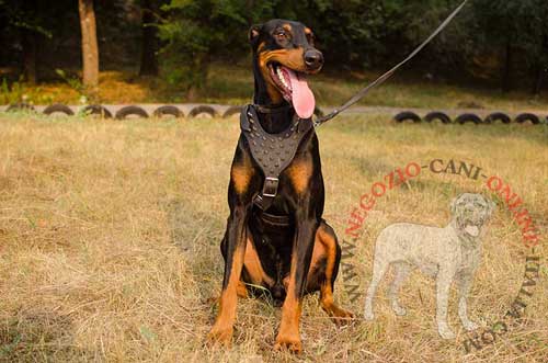 Doberman con pettorina in cuoio con borchie a
punta indosso