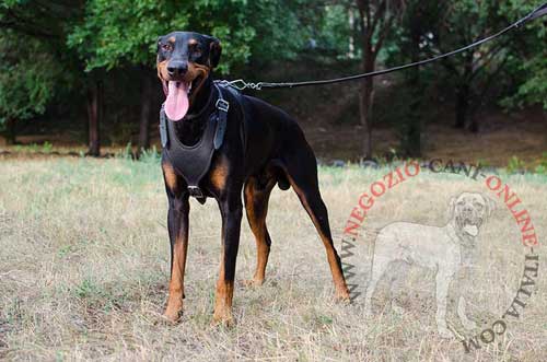 Pettorina universale indossata da Dobermann