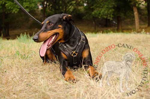 Robusta pettorina in pelle per cane di
razza Doberman