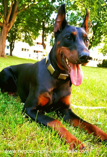 Collare decorato con piastrine per Dobermann