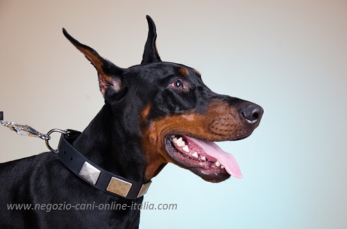 Bellissimo collare con piastrine decorative
indossato da Dobermann