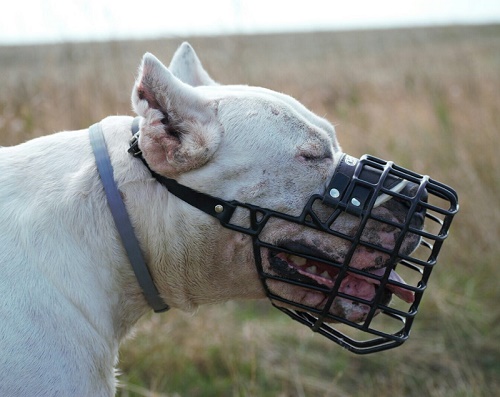 Museruola invernale indossata da Dogo Argentino