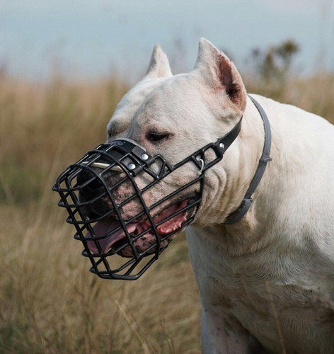 Museruola invernale indossata da Dogo Argentino 