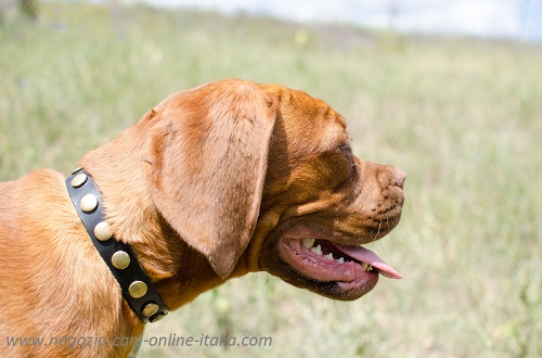 Collare in cuoio con placche rotonde indossato da Dogue
De Bordeaux