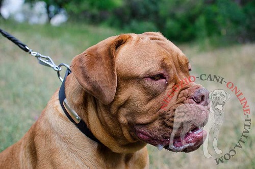 Collare in cuoio con targhetta personalizzata indossato
da Dogue de Bordeaux