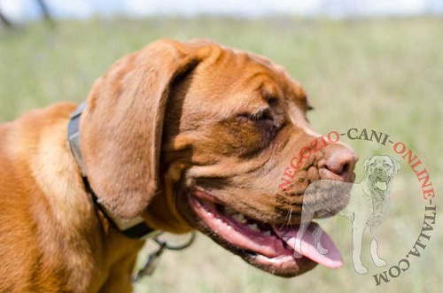 Collare in cuoio con piastrine
idossato da Dogue de Bordeaux