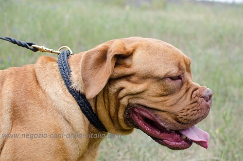 Dogue De Bordeaux con collare in cuoio decorato
indosso