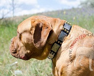 Collare con decorazioni stile vintage per Dogue de Bordeaux Collare con decorazioni stile vintage per Dogue de Bordeaux