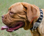 Ricercato collare in pelle con decorazioni per Dogue de Bordeaux Ricercato collare in pelle con decorazioni per Dogue de Bordeaux