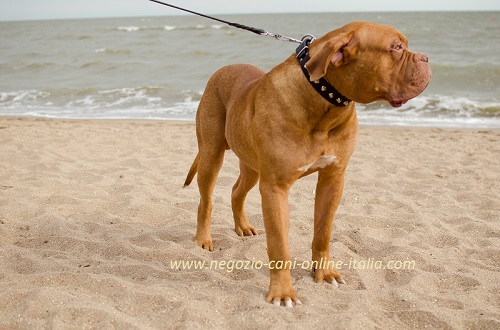 Collare in cuoio decorato con piramidi indossato da Dogue de Bordeaux