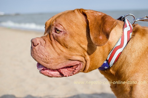 Dogue de Bordeaux con bellissimo
collare dipinto a mano