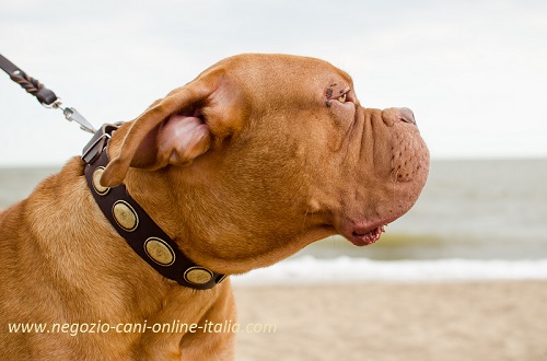 Dogue de Bordeaux con elegante
collare in cuoio decorato indosso