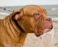 Collare dal classico design per Dogue de Bordeaux Collare dal classico design per Dogue de Bordeaux