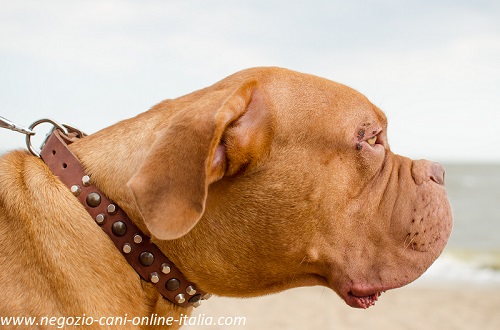 Collare per cane con
decorazioni in metallo indossato da Dogue de Bordeaux