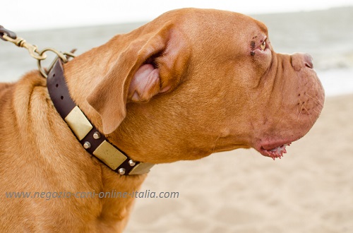 Dogue de Bordeaux con bellissimo collare
decorato indosso