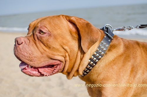 Dogue de Bordeaux con
comodo e pratico collare decorato indosso