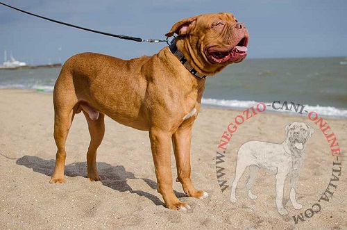 Cane di razza Dogue de Bordeaux con collare in cuoio decorato
indosso