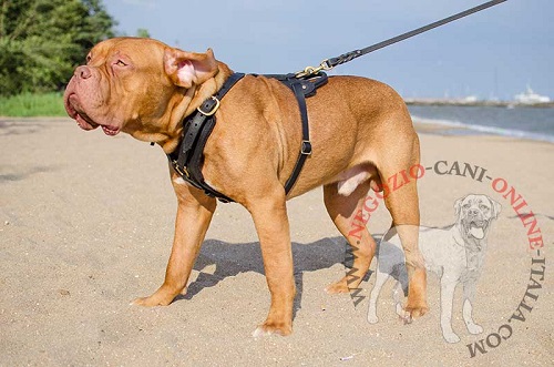 Pettorina per cani di taglia grande
come Dogue de Bordeaux