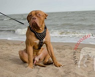 Graziosa pettorina con borchie a piramidi per Dogue de Bordeaux Graziosa pettorina con borchie a piramidi per Dogue de Bordeaux