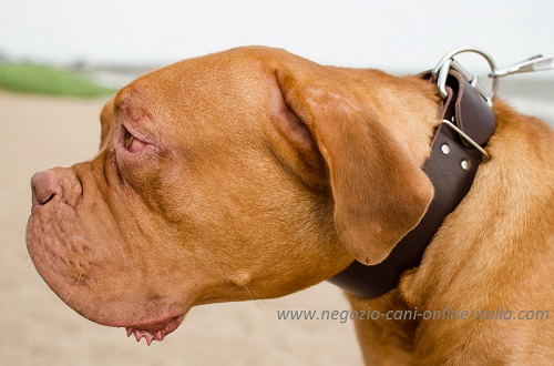 Resistente collare multifunzionale indossato da Dogue
de Bordeaux