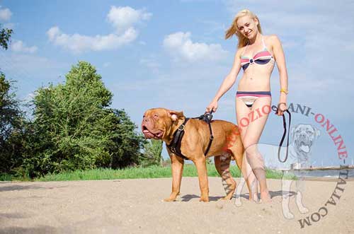 Pettorina in pelle per le
passeggiate con Dogue de Bordeaux