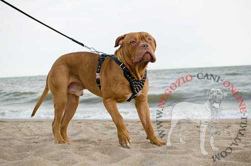 Elegante pettorina decorata per cani di razza
Dogue de Bordeaux