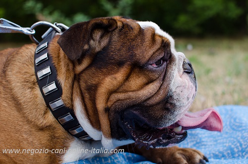 Bulldog Inglese con bellissimo collare in cuoio
decorato indosso