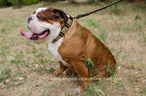 Collare in cuoio con piastrine e borchie a punta
idossato da Bulldog Inglese