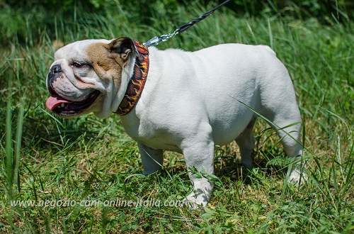 Bulldog Inglese con bellissimo collare in pelle
dipinto a mano