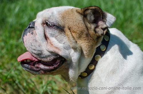 Bulldog Inglese con
eccelente collare decorato di placche rotonde indosso