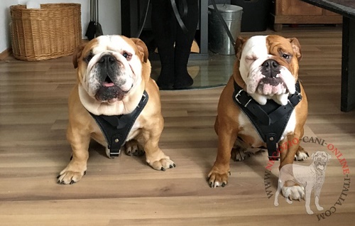 Pettorina in pelle naturale per
Bulldog Inglesi