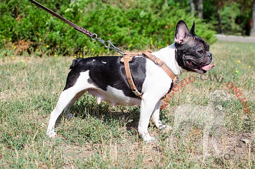 Splendida pettorina di colore
naturale per Bulldog Francese