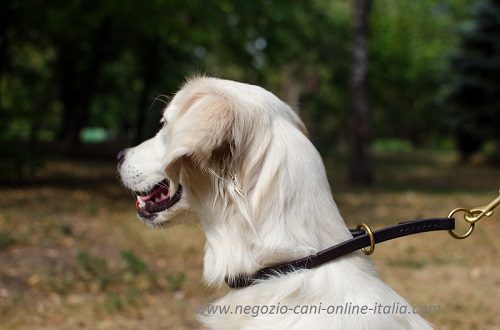 Affidabile collare a strozzo indossato da Golden
Retriever