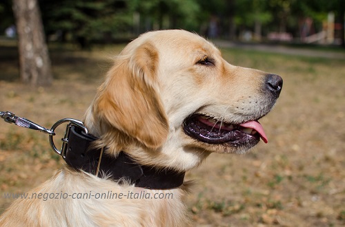 Golden Retriever con collare largo in cuoio indosso