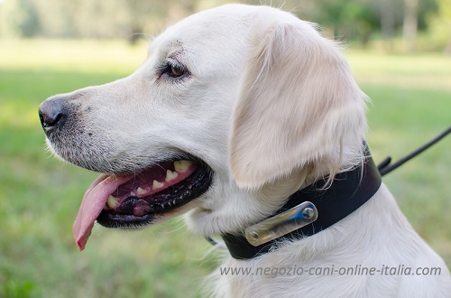 Golden Retriever con collare in pelle con targhetta
indosso