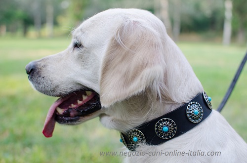 Collare con borchie rotonde e pietre turchesi
indossato da Golden Retriever